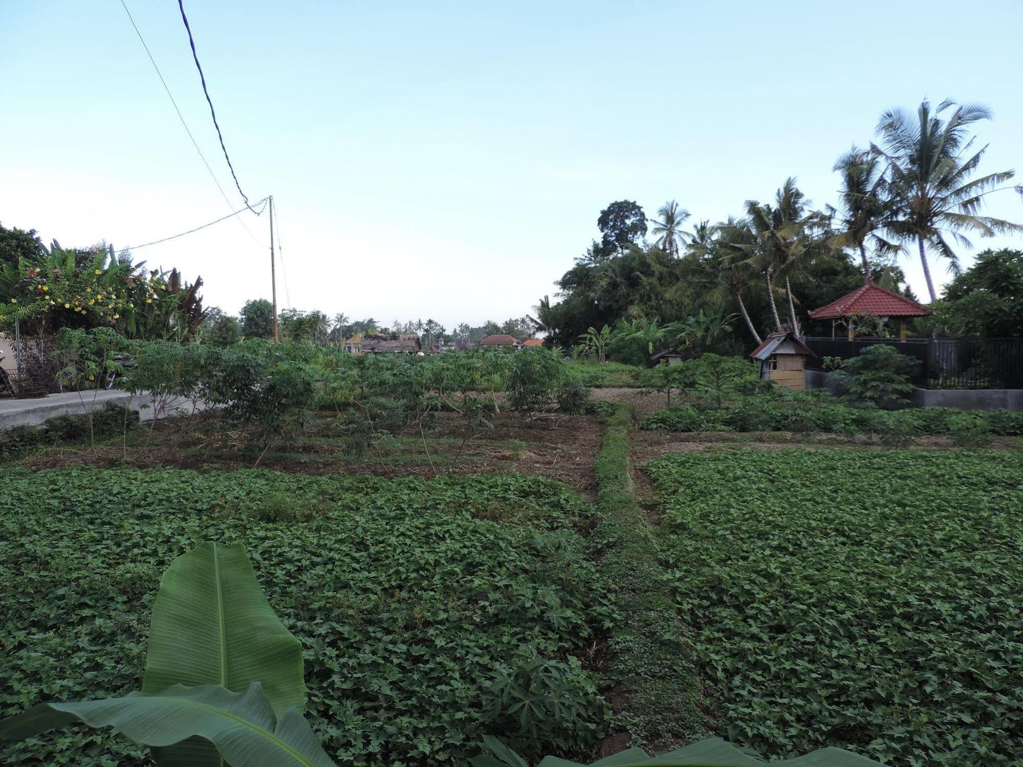 Duana'S Homestay Ubud  Exterior photo